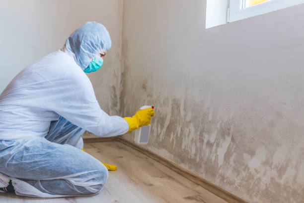 Licensed Black Mold Remediation service in Sharon, MA - Mold Remediation HQ
