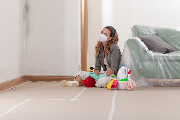 Reliable Black Mold Remediation contractor in Sharon, MA by Mold Remediation HQ
